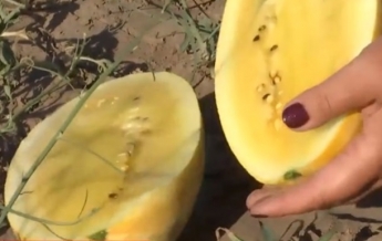 На Херсонщине вырастили арбузы необычного цвета (видео)