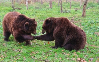 Два медведя в зоопарке подрались за мороженое (видео)