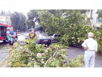 В Мелитополе упало огромное дерево, привалив сразу несколько автомобилей (фото, видео)