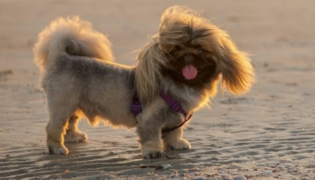 Модная стрижка и мощный храп: маленькая собака из Запорожья умилила отдыхающих на Азовском море (ВИДЕО)