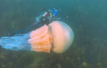 В Британии дайверы нашли аномально большую медузу (видео)