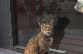 Одесский кот живет на семь хозяев под разными именами (видео)