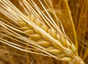 Зараженное зерно из Запорожской области запретили экспортировать