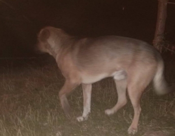 В Запорожье на ребёнка напала собака (Фото)