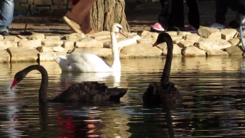 В мелитопольском парке лебедей кормят всякой гадостью