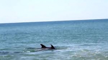 В Кирилловке дельфины устроили игрища у самого берега (видео)