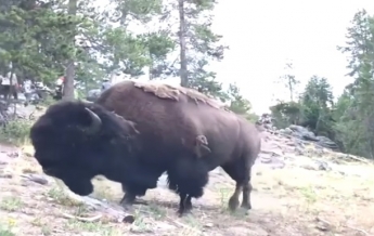 Разъяренный бизон подбросил девочку в воздух (видео)