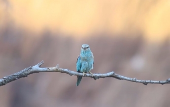В Кривом Роге фотограф снял редчайшую птицу