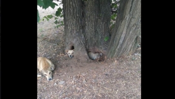 В Запорожье собака застряла в дереве (Фото)