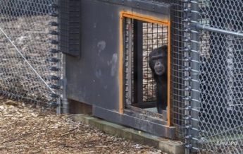 Во Франции шимпанзе откусил руку смотрителю зоопарка