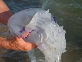 Ученые объяснили причину нашествия медуз в Кирилловке. Объяснение не порадует