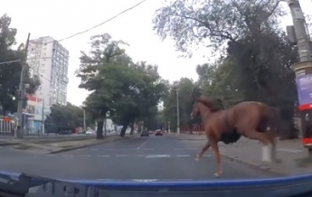 В Одессе патрульные остановили коня на скаку (видео)