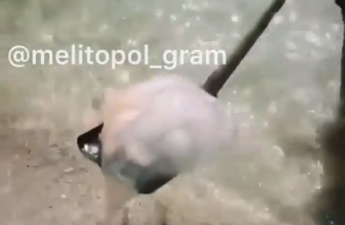 Дикари - курортники в Кирилловке охотятся на медуз с лопатами (видео)