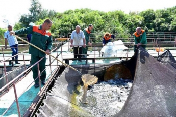 В охлаждающем пруду Запорожской АЭС расплодился заморский моллюск (ФОТО)
