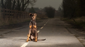 В Херсоне водитель сбил стаю собак на пешеходном переходе