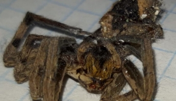 Огромные пауки атакуют жителей Запорожья (ФОТО)