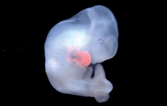 В Японии разрешили выращивать эмбрионы животных с клетками человека