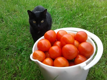 В Запорожской области выросли удивительные помидоры (ФОТО)