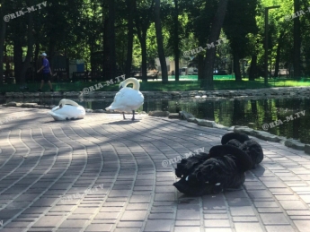 В Мелитополе лебеди гуляют по парку между людьми (видео, фото)