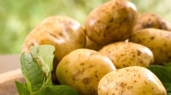 Почему нельзя есть картофель