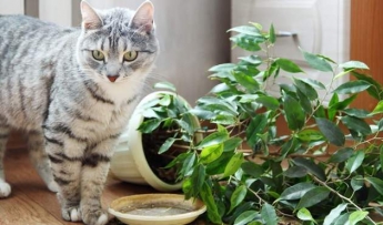 Растения, которые не должны стоять в квартирах, где живут кошки