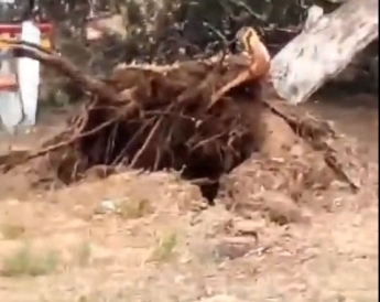Как ураган в Кирилловке с корнями деревья вырывал (видео)