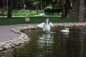 В Мелитополе посетители парка убивают лебедей (фото)