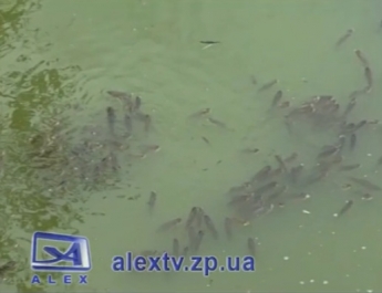 У центральному парку Запоріжжя зафіксували масовий мор риби (ВІДЕО)