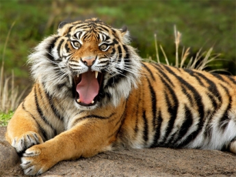 В бердянском зоопарке живут великолепные вымирающие хищники (ВИДЕО)
