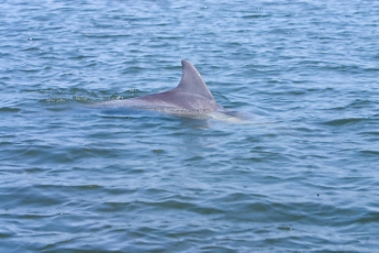 В Кирилловке зафиксировали в этом году рекордное количество дельфинов (видео)
