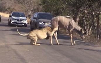В ЮАР лев загрыз антилопу прямо на проезжей части (видео)