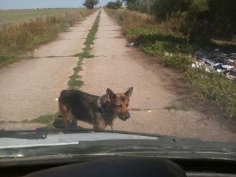 На окраине Мелитополя исхудавший пес охраняет мусор, с которым его выкинул хозяин (фото)