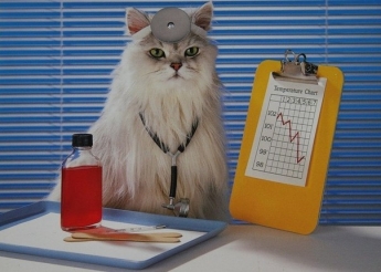 В Днепре кот официально работает в роддоме (фото)