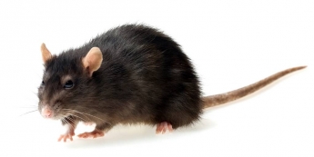 В центре Запорожья крыса устроила забег (видео)