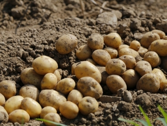 Запорожскую область ждет значительный рост цен на картофель