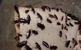 На территории одной из запорожских больниц ползают гигантские тараканы (ВИДЕО)