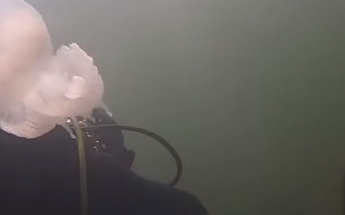 Дайвер показал подводный мир Бирючего острова (видео)