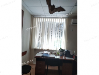 Летучая мышь внесла переполох в рабочий день офиса. Забавное видео