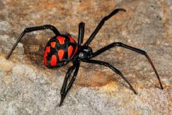 Жительница Запорожья встретилась с ядовитым пауком (видео)