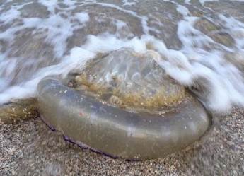 Акваторию Кирилловки заполонили гигантские медузы (фото, видео)