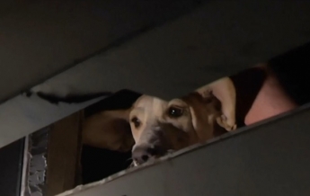 Во Львове на полдня в лифте застряли четверо людей и собака (видео)