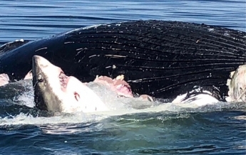 Акула-людоед поедала тушу кита на глазах у рыбака (видео)