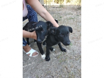 В Мелитополе ищут хозяев щенкам, которых нашли в Кирилловке (фото)