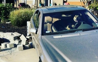 В США пес “угнал” авто и попал в ДТП (фото)