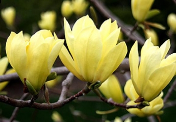 В Запорожье зафиксировали повторное цветение экзотического дерева (ФОТОФАКТ)