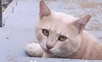 В Кирилловке нашли породистого кота, которого безуспешно разыскивали отдыхающие (фото)