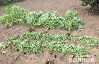 Женщина в Константиновке выращивала на огороде "веселую" зелень (фото)