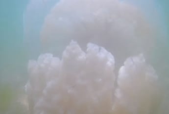 Это надо видеть - невероятно красивые подводные съемки медуз в Кирилловке (видео)
