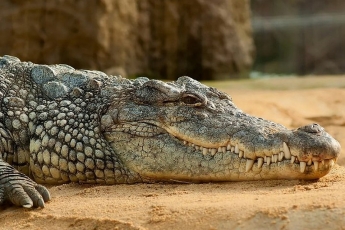 «Концлагерь для животных»: содержание крокодила в мини-зоопарке возмутило соцсети (ФОТО)