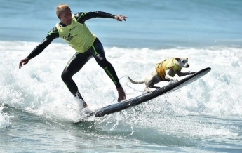 В США состоялся фестиваль собак-серфингистов